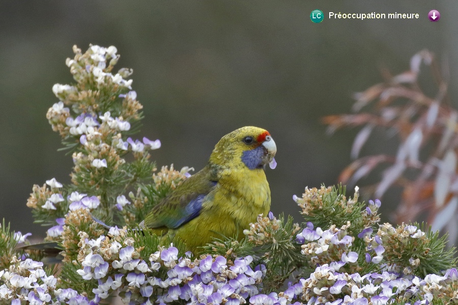 Platycercus caledonicus ♀