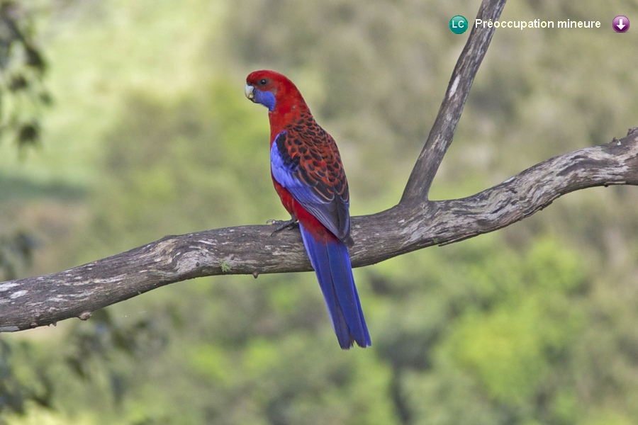 Platycercus elegans elegans ♂