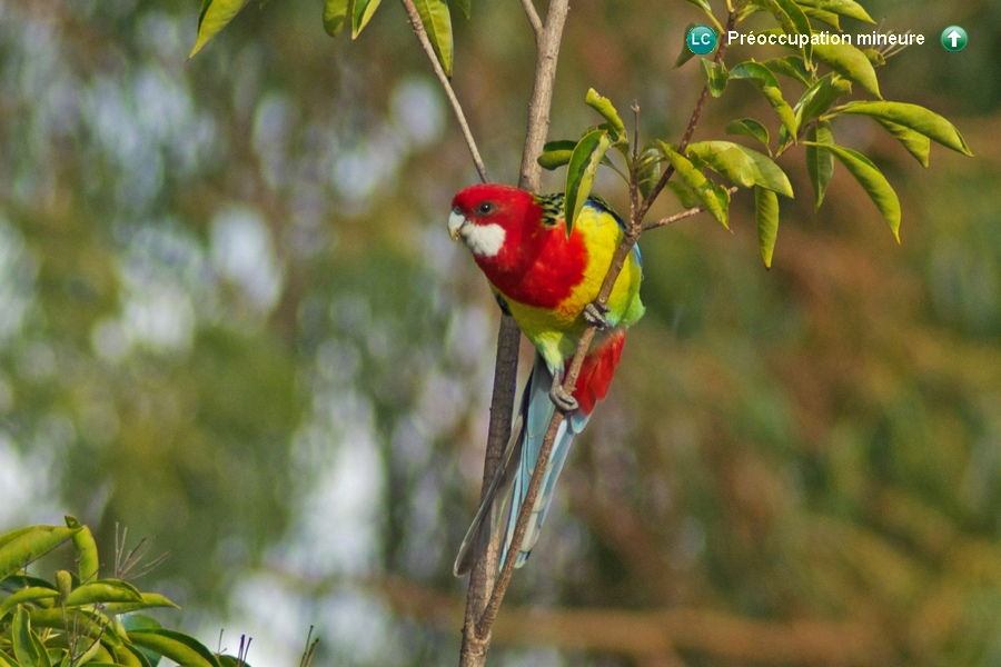 Platycercus eximius ♂