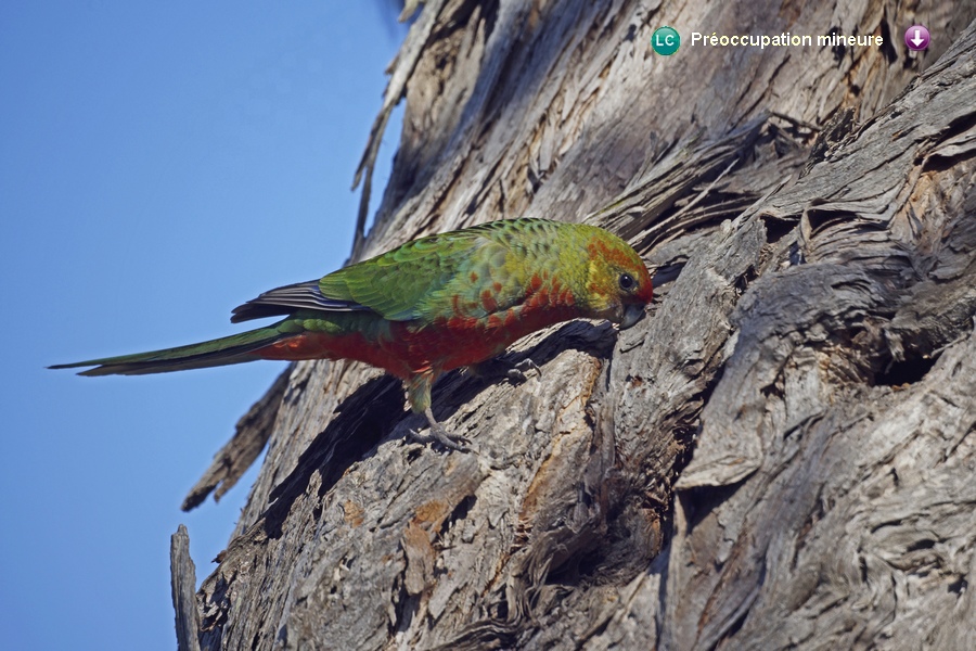 Platycercus icterotis icterotis ♀