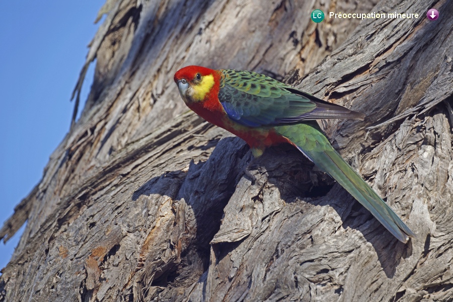 Platycercus icterotis icterotis ♂