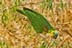 Amazona aestiva xanthopteryx
