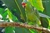Amazona autumnalis autumnalis