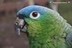 Amazona guatemalae guatemalae