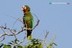 Amazona leucocephala leucocephala