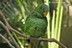 Amazona xantholora