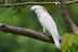 Cacatua moluccensis