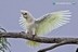 Cacatua sanguinea