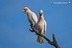 Cacatua tenuisrostris