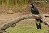 Calyptorhynchus funereus (Femelle)