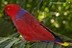 Eclectus roratus vosmaeri(Femelle)