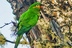 Leptosittaca branickii