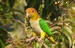 Pionites leucogaster xanthurus