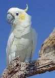 Cacatua sulphurea sulphurea